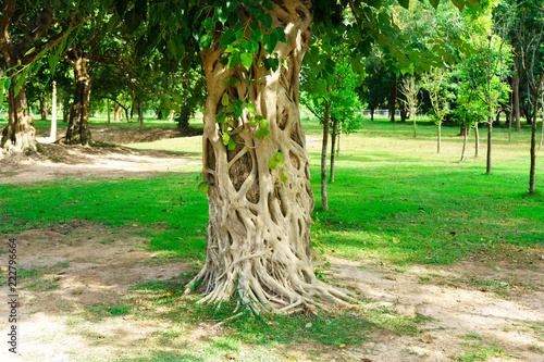 Bodhi tree it is front of  Wat Srichum in Sukhothai Historical Park photo