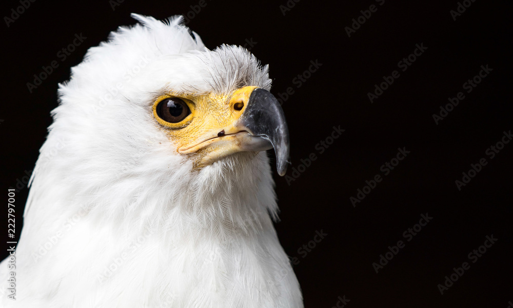 Adler mit scharfem Blick