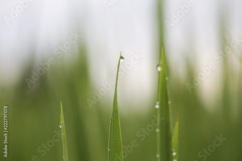 rice framming rice filed in green season 