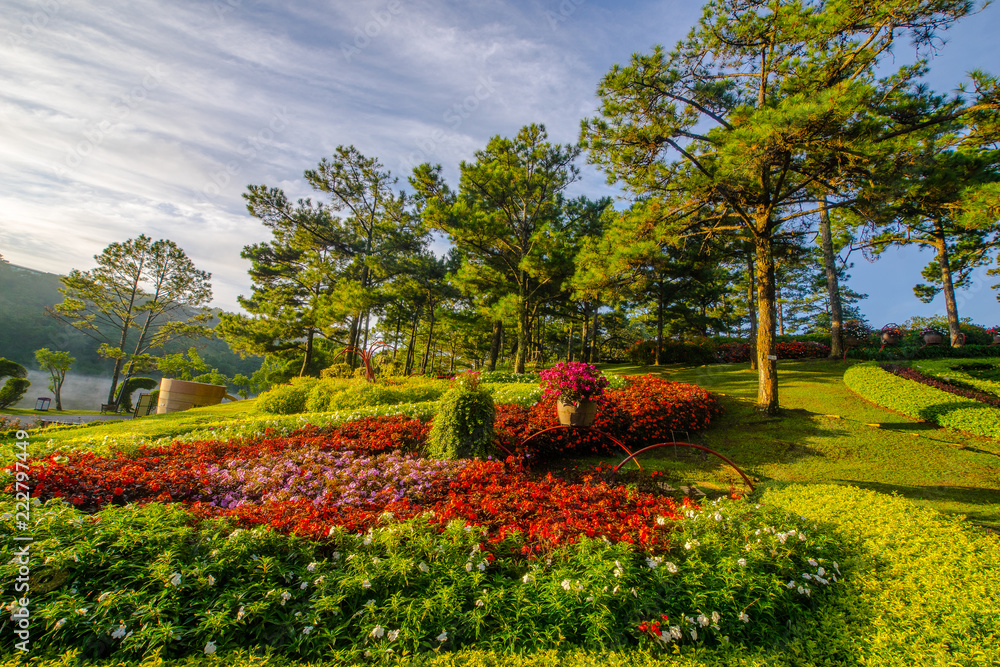 Sunrise in Valley of love, Dalat city , the sun cross top of the hill and shine on flower garden in Thung Lung tinh Yeu 