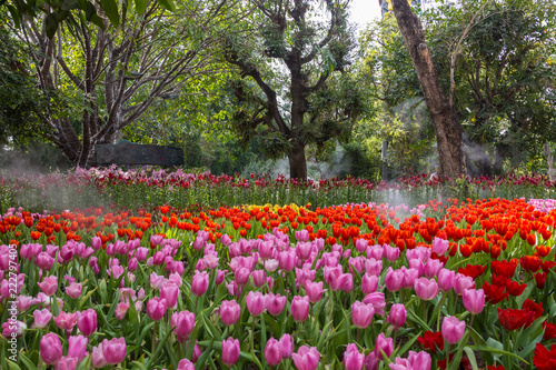 Wallpaper Mural magical landscape with sunrise over tulip field Torontodigital.ca