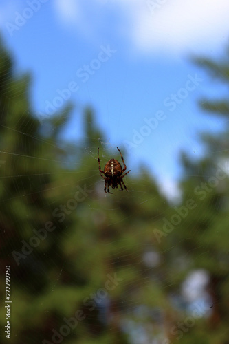 large spider sits in the center of the web