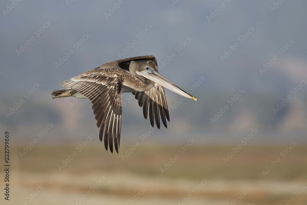 A brown pelican (Pelecanus occidentalis) in flight at Moss landing California. A brown pelican (Pelecanus occidentalis) in flight at Moss landing California.