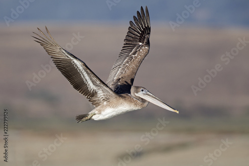 A brown pelican (Pelecanus occidentalis) in flight at Moss landing California. © Bouke