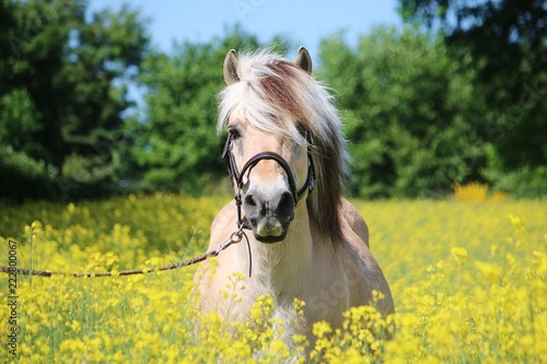 Foto beautiful fjord horse head portrait in the rape seed field