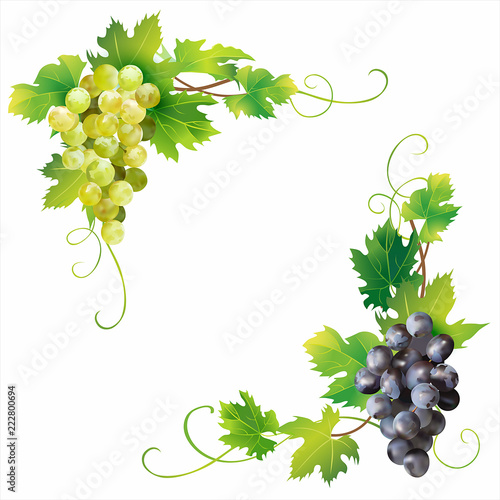 Angle borders with grape isolated on white. Vector illustration.