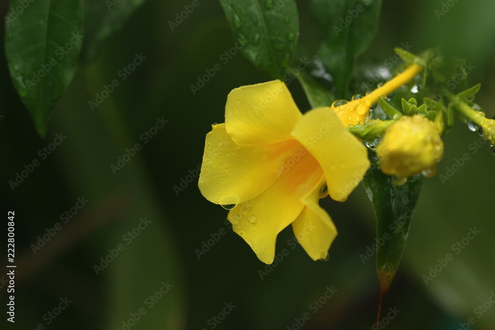 macro view of yellow flower blur background macro view of yellow flower blur background