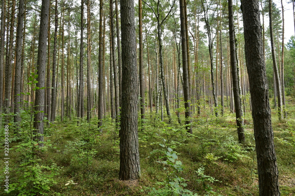 Fototapeta premium The protected forest in Odargowo