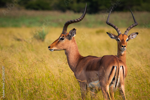 Impala on Wetlands