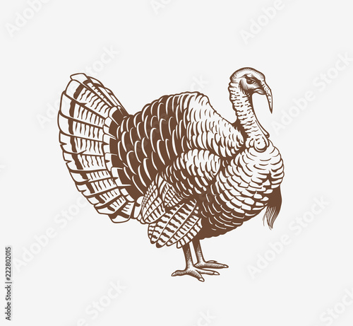 Turkey hand drawn illustration in engraving or woodcut style. Gobbler meat and eggs vintage produce elements. Badges and design elements for the turkeycock manufacturing. Vector illustration. photo