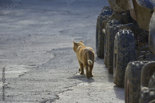 Foto Felino en la calle