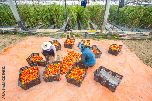 Two unknown farmers harvesting tomatoes in Lam Dong 