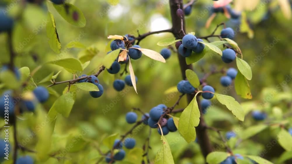 Delicate fresh Sloe berries