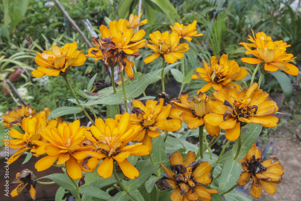 Fototapeta premium Beautiful flowers and refreshing.