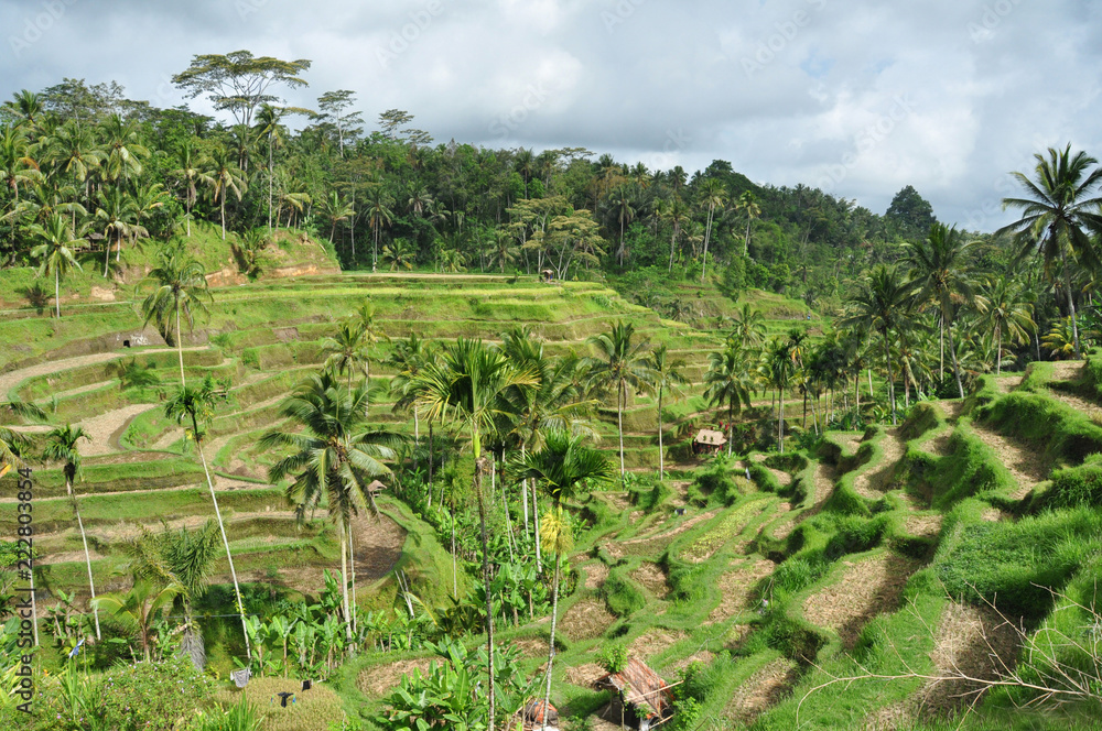 Rice terraces on Bali
