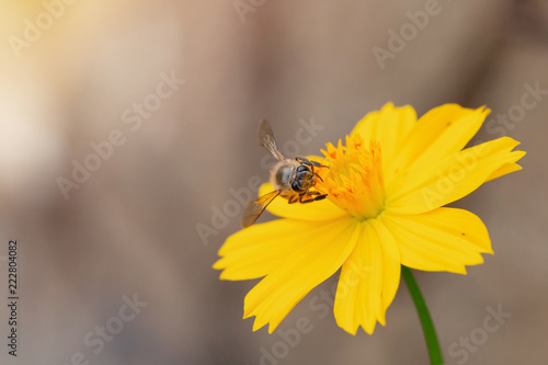 Flying honey bee collecting pollen on yellow flower.