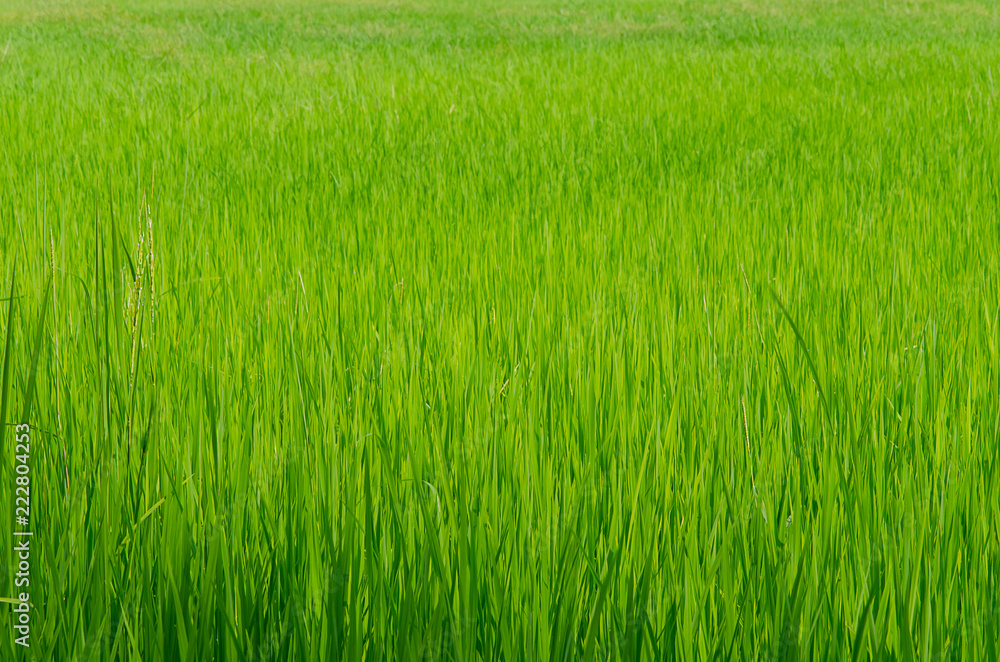 rice field