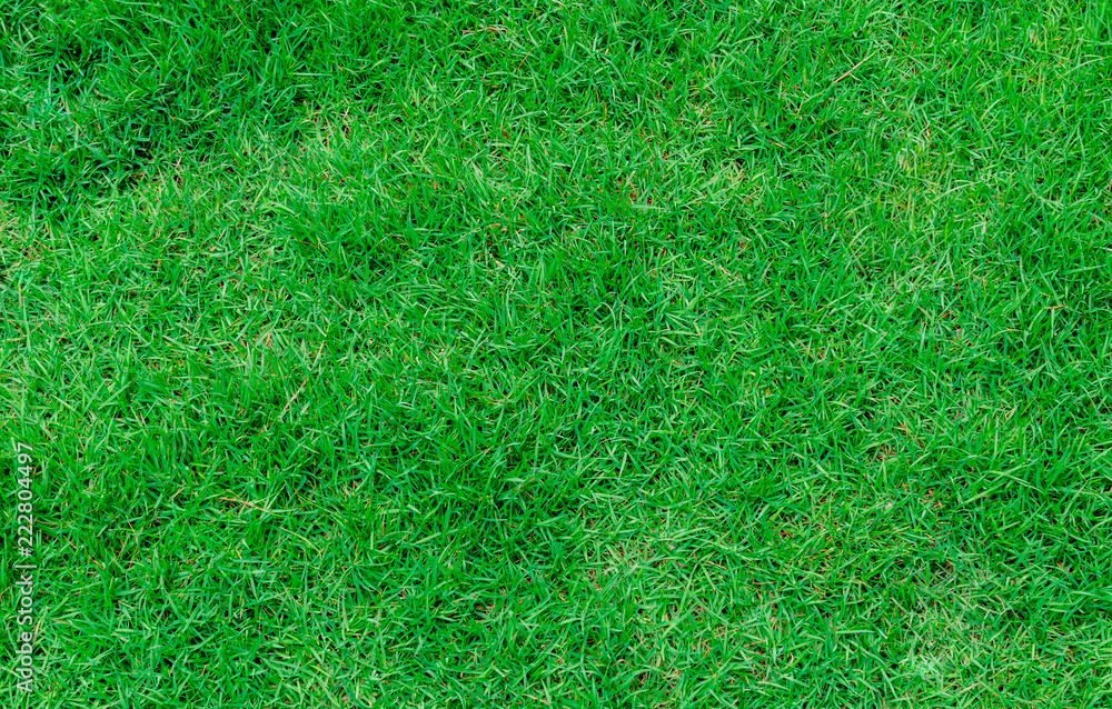 The green grass natural for a background
The green grass natural for a background