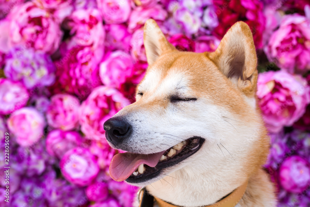 Fototapeta premium dog with an expression of pleasure, bliss on the face on a background of pink flowers