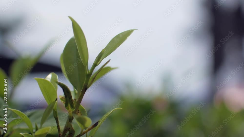 Wind blow the fresh green tea leaf (tea leaves) in summer day Wind blow the fresh green tea leaf (tea leaves) in summer day