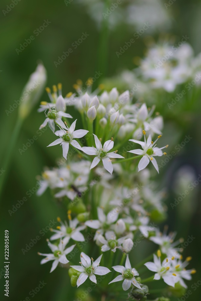 Blooms of chinese chive (Allium tuberosum)
Blooms of chinese chive (Allium tuberosum)
