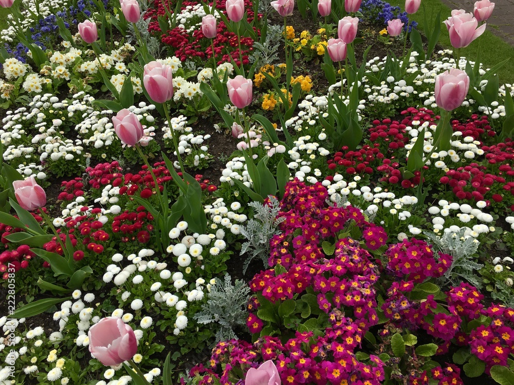 Tulips, primulas and daisy flowers