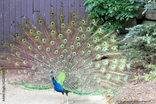 Peacock with spread wings