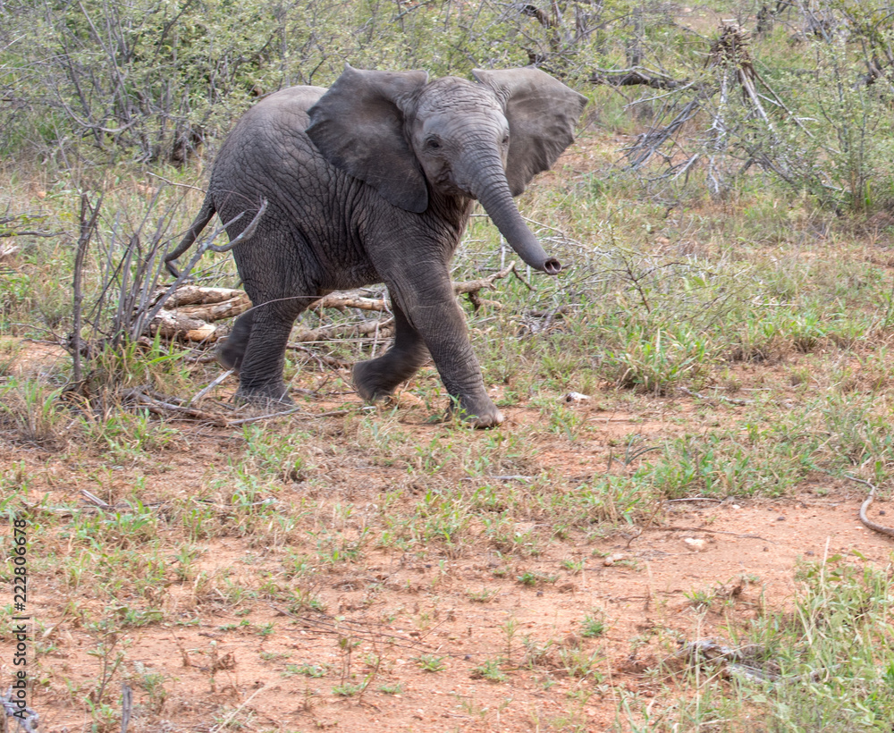 African elephant calf (Loxodonta africana) running towards camera from open bush with trunk raised