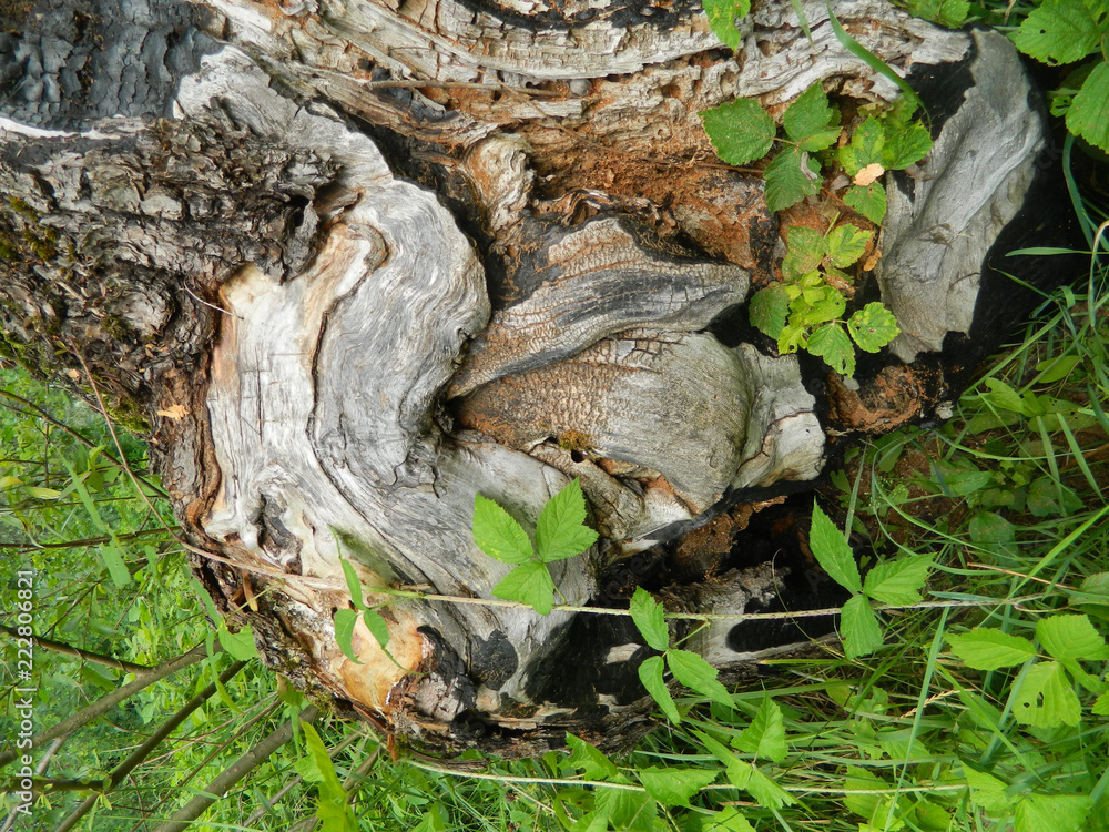 old burnt log covered with new grass old burnt log covered with new grass