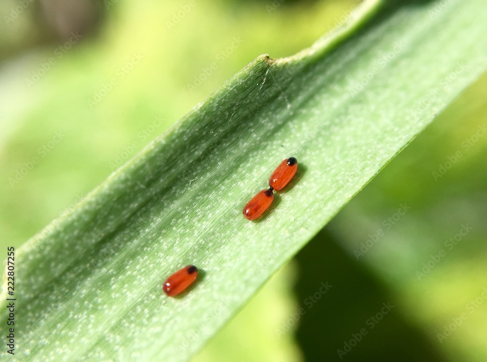 Scarlet lily beetle on a fritillary leaf with larvae Scarlet lily beetle on a fritillary leaf with larvae