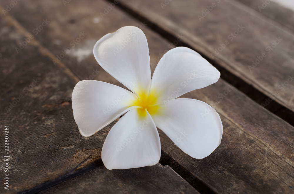 frangipani flower on wooden background frangipani flower on wooden background