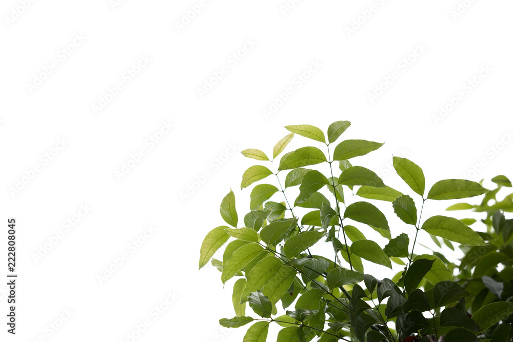 tree branch and green leaf silhouette photography , white background tree branch and green leaf silhouette photography , white background