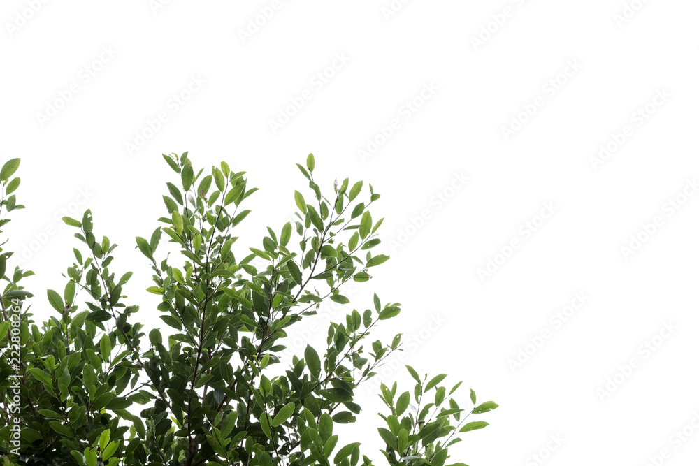 Fototapeta premium tree branch and green leaf silhouette photography , white background