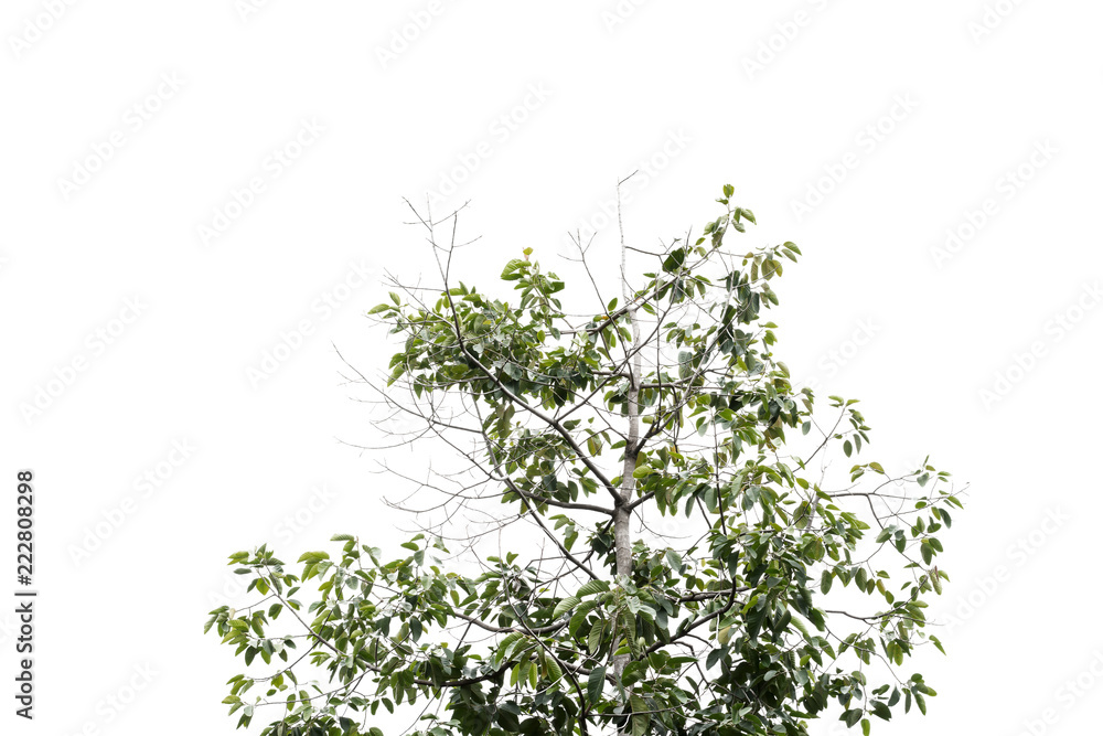Obraz premium tree branch and green leaf silhouette photography , white background