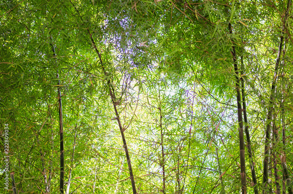 Fototapeta premium The nature of beautiful trees