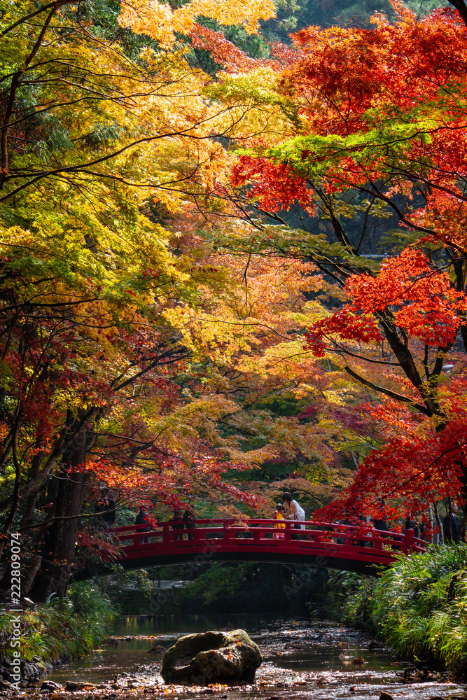 七五三と紅葉
