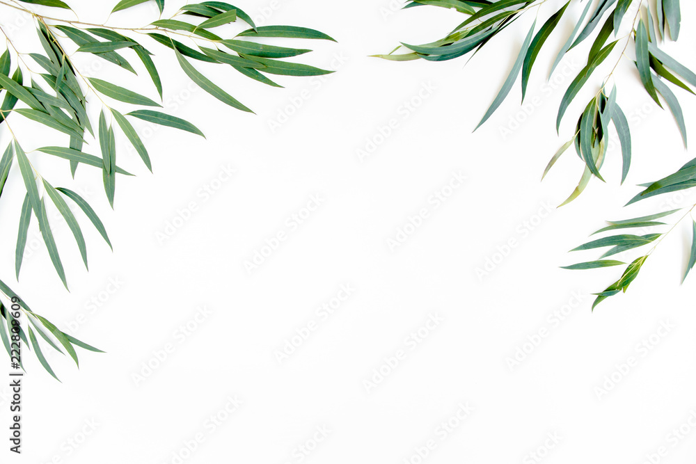 frame of green branches, eucalyptus leaves nicoli on a white background ...