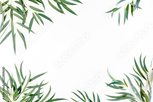 frame of green branches  eucalyptus leaves nicoli on a white background. flat layout  top view
