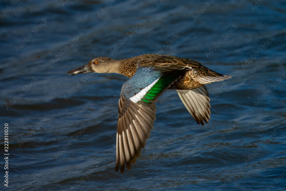 Obraz premium Northern Shoveler, flying in beautiful light in North California