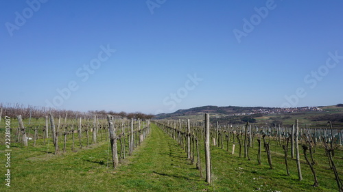 Wachau Donau Nieder  sterreich   sterreich Marillen und Wein