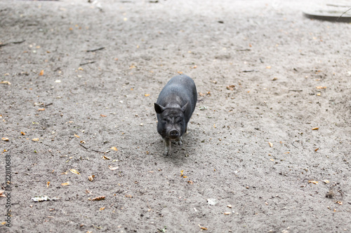 asiatisches H  ngebauchschwein