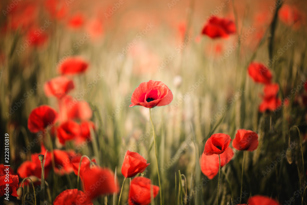 Field of poppies