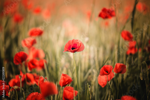 Field of poppies © Agnieszka