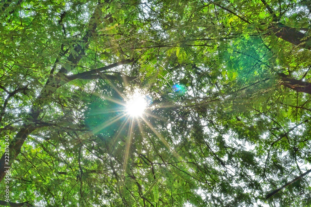 Obraz premium The sun shines through the tamarind tree.