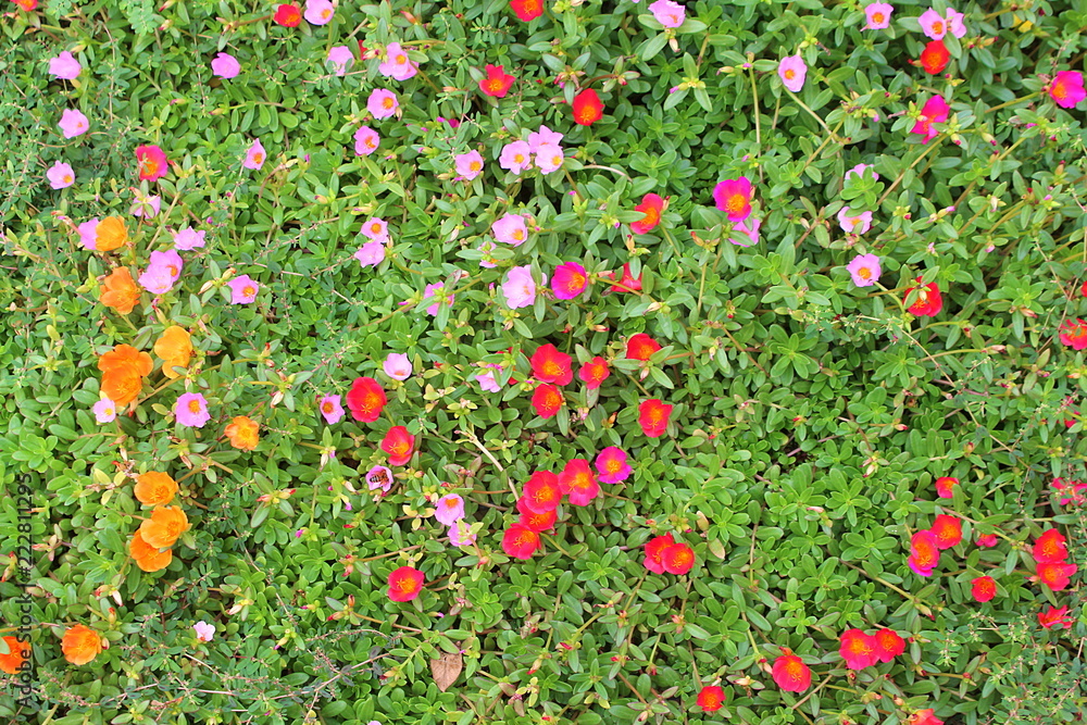 Floral pattern background of moss rose in different colors