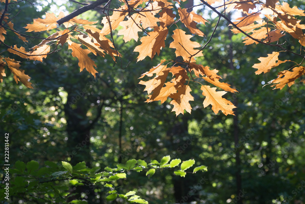 orange oak fall leaves on twig