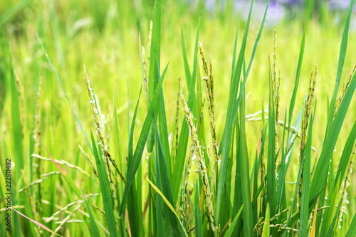green rice meadow
