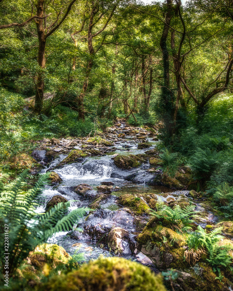 Obraz premium Mountain river in the forest