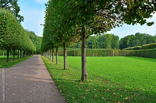 path in the beautiful city Park for walking between smooth rows of trees and neatly trimmed lawns with green grass fenced hedge against the blue sky