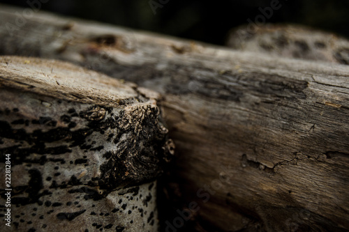 closeup of tree trunk